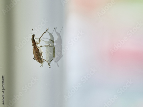 Käfer sitzt auf einer Scheibe und bewundert sich in seiner Spiegelung 