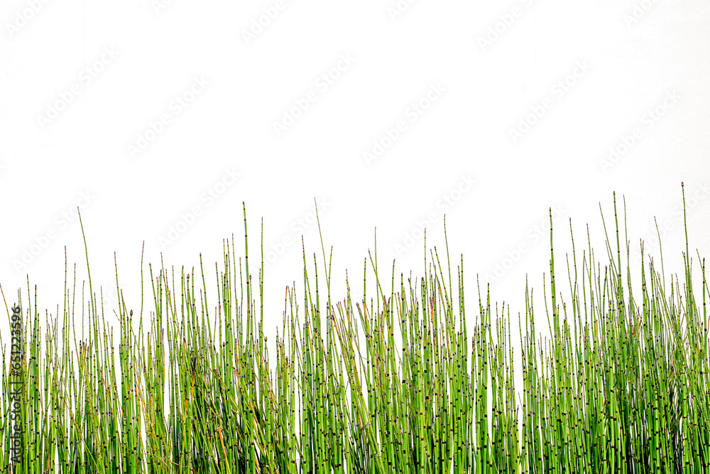 Fototapeta premium Horsetails are plants with dark green rounded stems with small scaly joints arranged around the stems. Brought to be planted in cement pots with water to decorate the outer fence in a beautiful line.