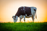 A dairy cow in a filed of farmland grazing on lush green grass at sunset. Belgium summer in rural Ardennes where animals like this are farmed for livestock produce like milk