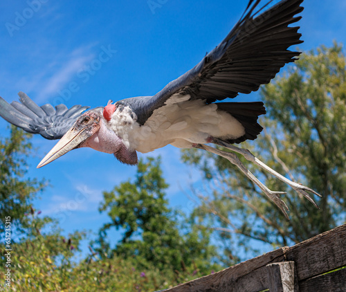 Bird in flight