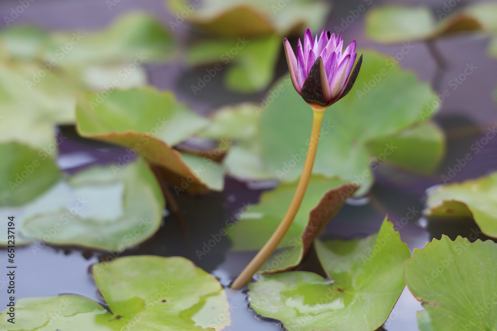 close up lotus flower purple color is so beautiful in garden at thailand close up lotus flower purple color is so beautiful in garden at thailand