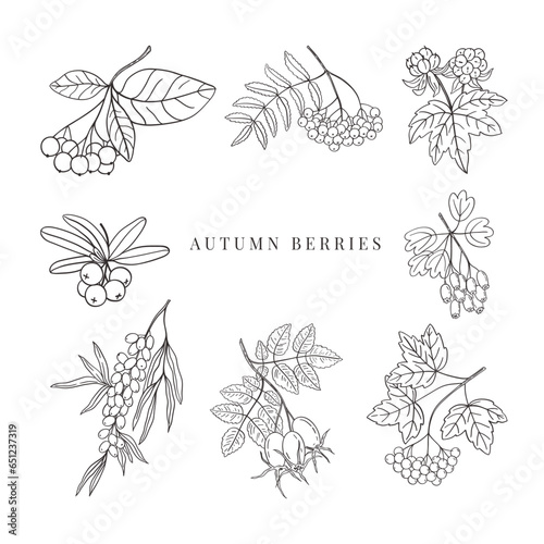 Hand drawn autumn berries set