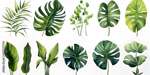 Hand drawn watercolor tropical plants set, monstera on an isolated white background, watercolor illustration