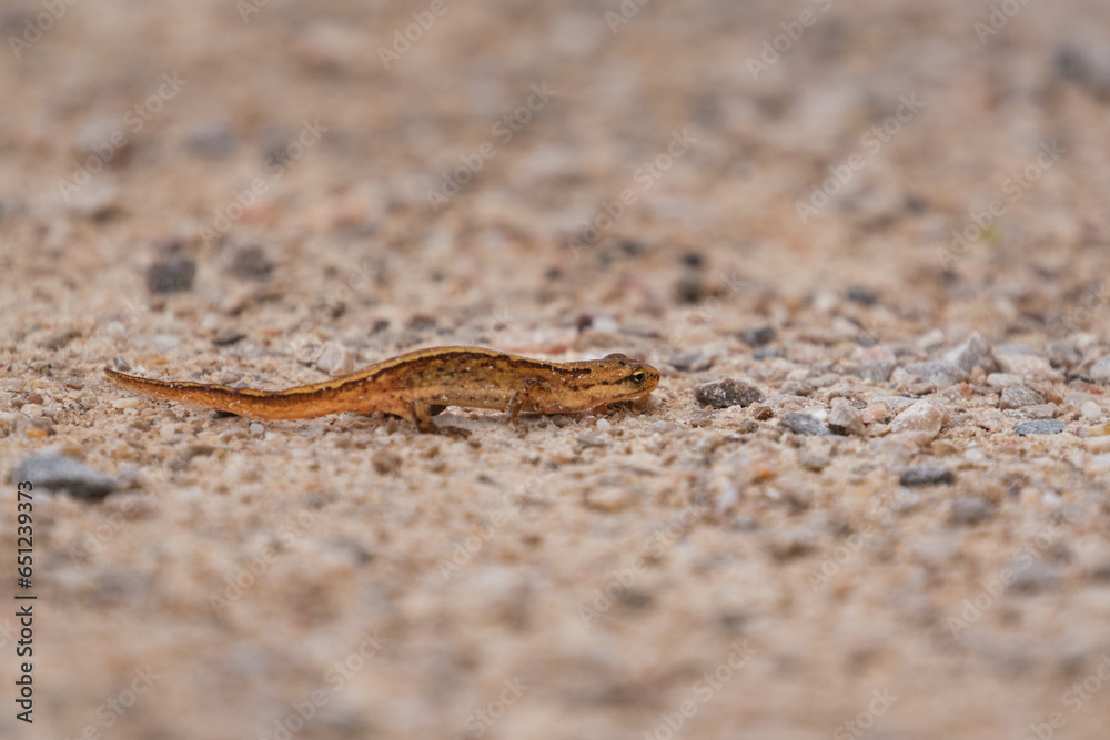 Newt on the sand Newt on the sand