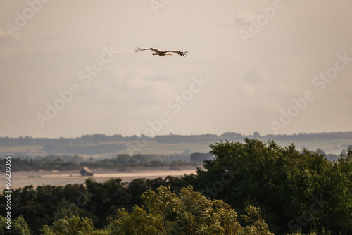 Bird in flight at Parc du marquenterre - Baie de somme - France
