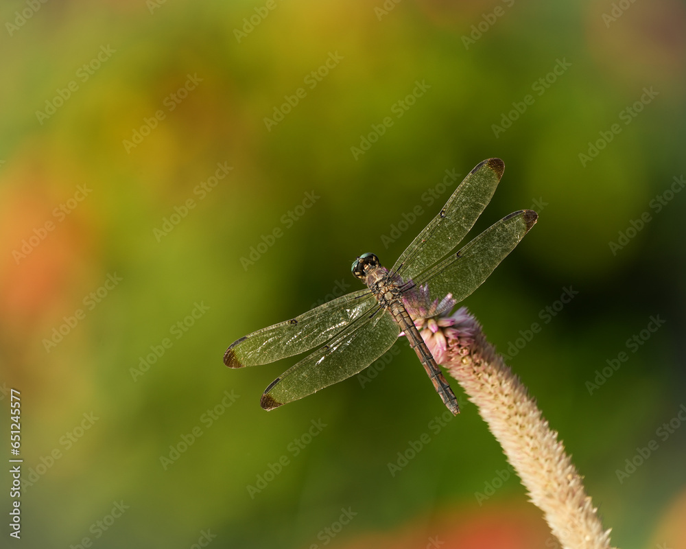 Dragonfly on a flower Dragonfly on a flower