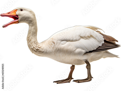 Goose Honking Loudly, No Background