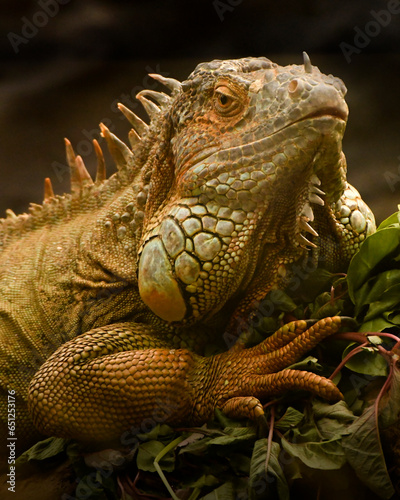 iguana in the zoo