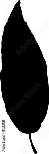 Tree leaf, manually traced and highly detailed vector silhouette