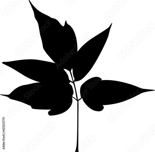 Tree leaf, manually traced and highly detailed vector silhouette