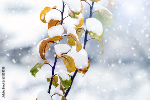 A snow-covered apple tree branch with yellow leaves in winter during a blizzard