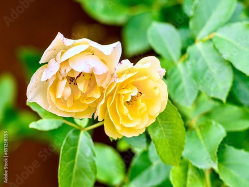 Beautiful yellow rose with green leaves in the garden on a sunny day.