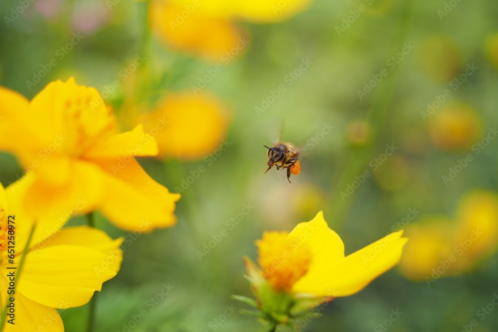 Golden flowers sway as bees, adorned in black, flit gracefully. Sunlight kisses their wings, a dance of pollination and life in nature's vibrant meadow. Golden flowers sway as bees, adorned in black, flit gracefully. Sunlight kisses their wings, a dance of pollination and life in nature's vibrant meadow.
