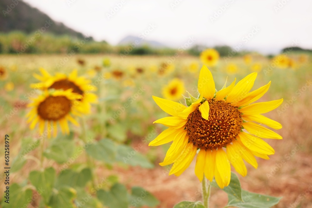 Fototapeta premium Amidst flat, open land, a vibrant sunflower stands tall, its golden petals mirroring the sun's radiance. A symbol of resilience and nature's beauty.