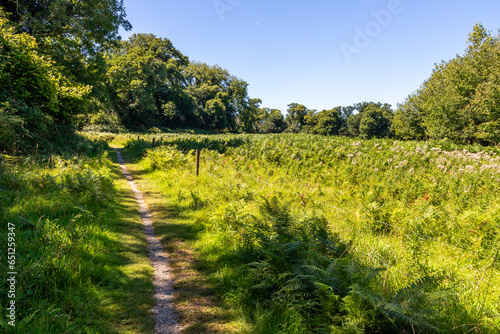 Trail in fields with ferns and trees
