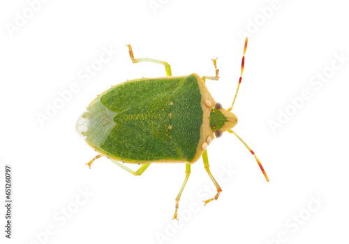 Southern green stink bug adult isolated on white background, Nezara viridula