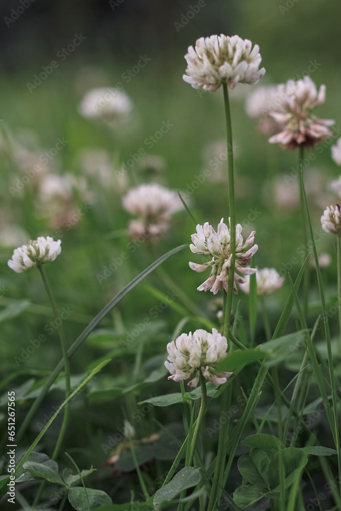 Clover Clover