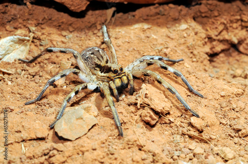 Europäische Tarantel // European Wolf Spider (Lycosa praegrandis) - Kreta, Griechenland
