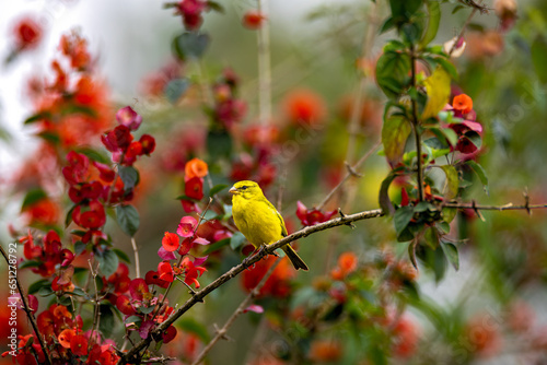 Brimstone Canary, Uganda