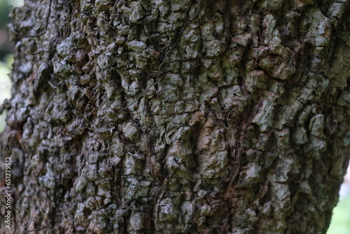 Natural bark surface with rugged patterns and earthy tones.