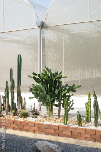 Collection of cactus plants displayed inside a bright modern greenhouse.