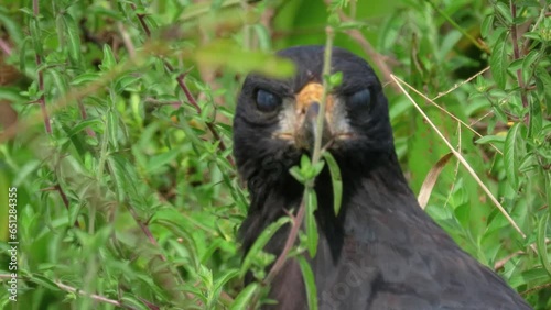 Bird of prey: great black hawk (Buteogallus urubitinga) natural animal portrait photo