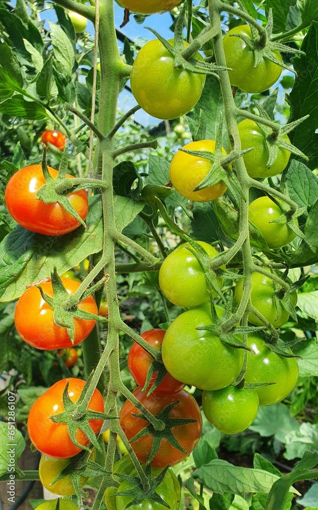 Tomatoes in various stages of ripening on the plant in a small family garden