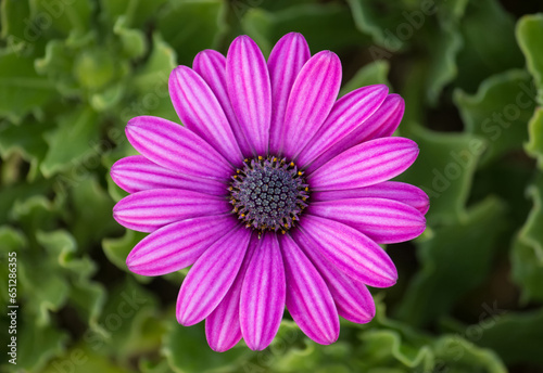 purple osteospermum daisy flower photo