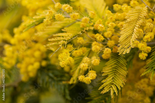 yellow splendid mimosa on tree close-up, selective focus. spring background of white acacia flowers