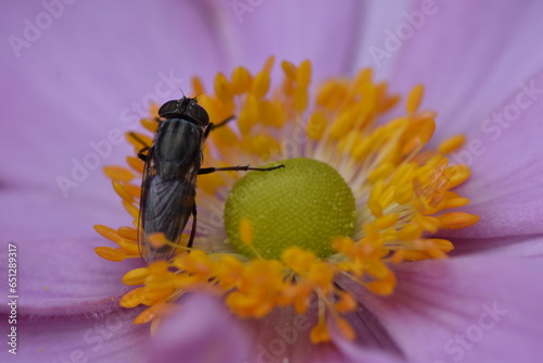 Black insect (female Stomorhina Lunata) on flower with pink petals and yellow stamens photo