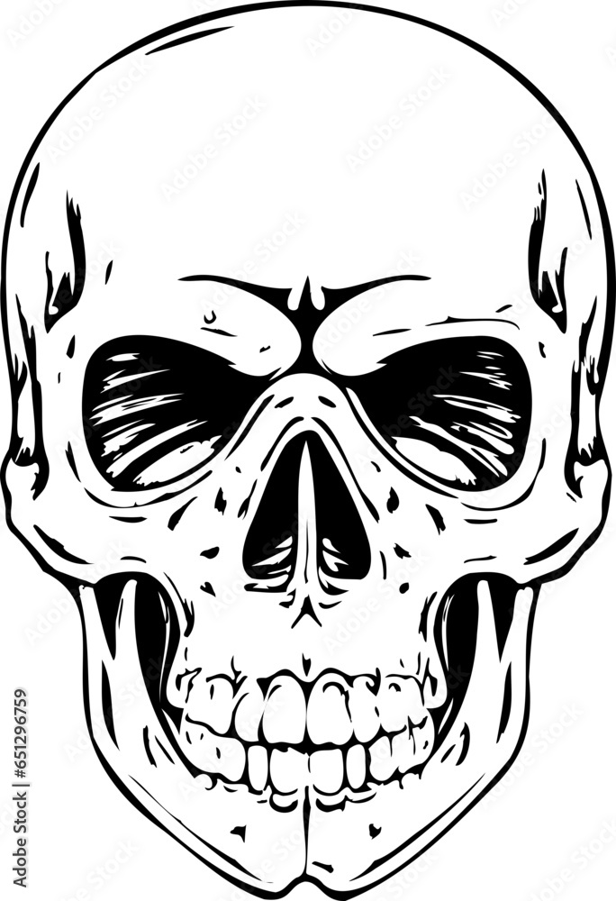 Drawing of human skull.