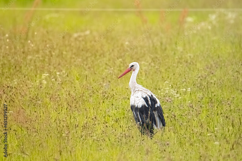 Fototapeta premium Stork while hunting in the field
