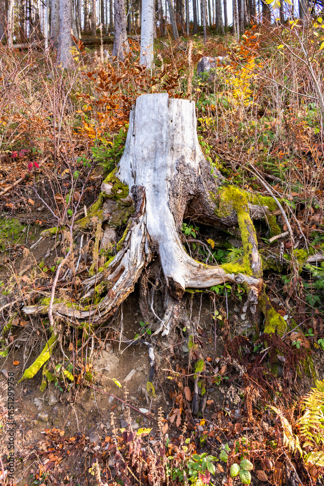 Fototapeta premium tree roots on a mountain slope..