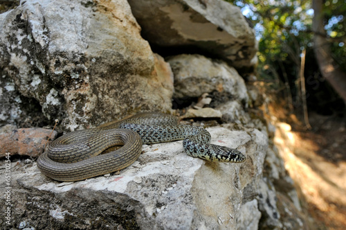 Balkan whip snake    Balkan-Zornnatter  Hierophis gemonensis  - Crete  Greece