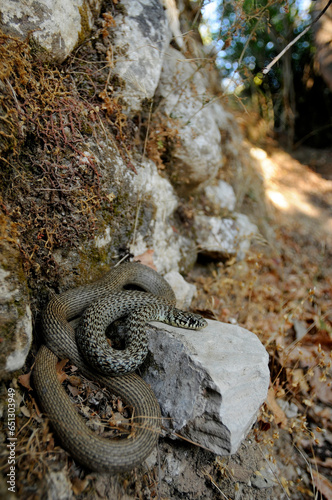 Balkan whip snake // Balkan-Zornnatter (Hierophis gemonensis) - Crete, Greece