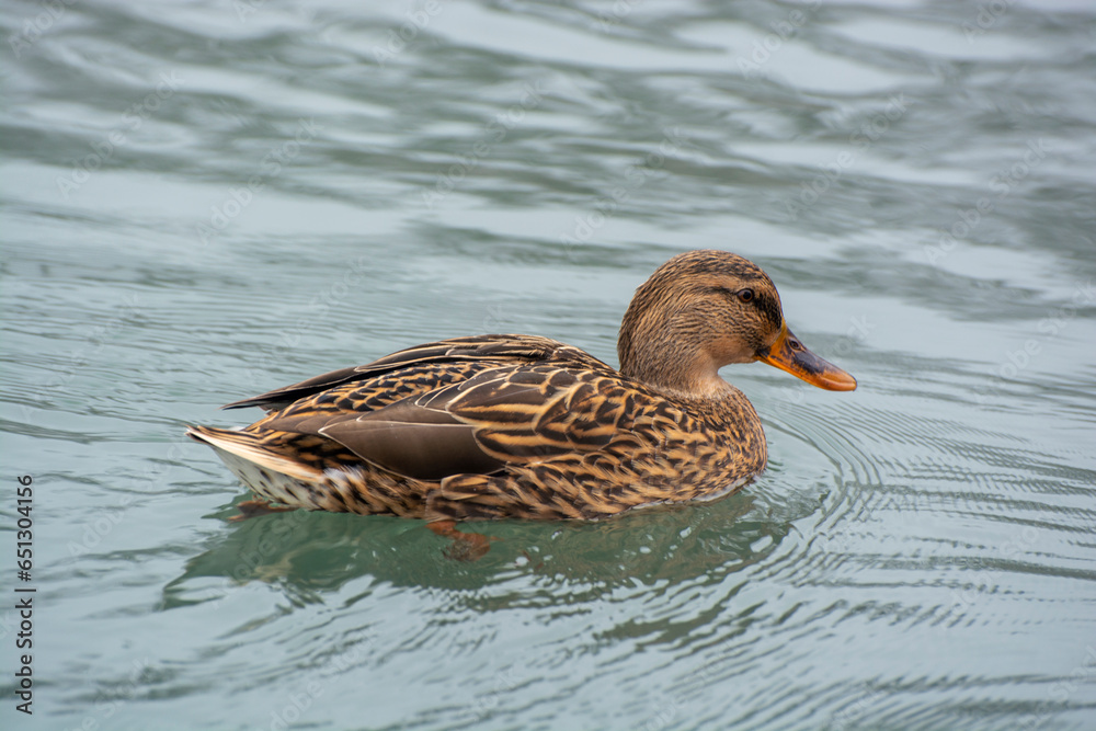 Beautiful brown duck sails quietly in the city pond. Brown rippled duck fauna on pond Beautiful brown duck sails quietly in the city pond. Brown rippled duck fauna on pond