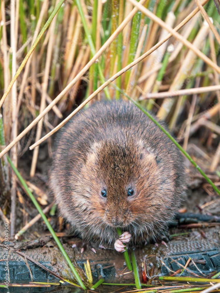 Water Vole Feeding on a Reed Water Vole Feeding on a Reed