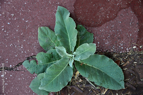 Plante urbaine sur asphalte mouillée