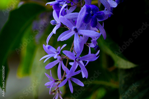 purple iris flower