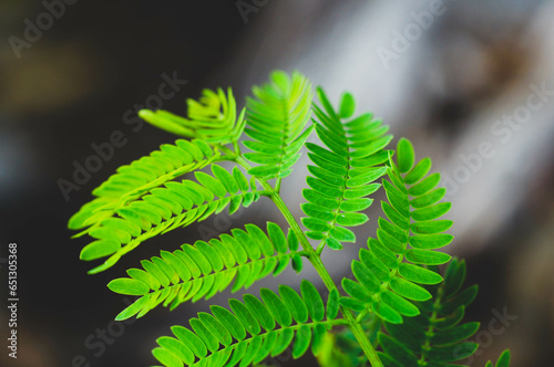 leaf