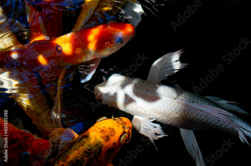 fish in aquarium