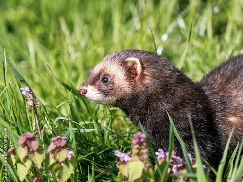 Close up of American Mink Head