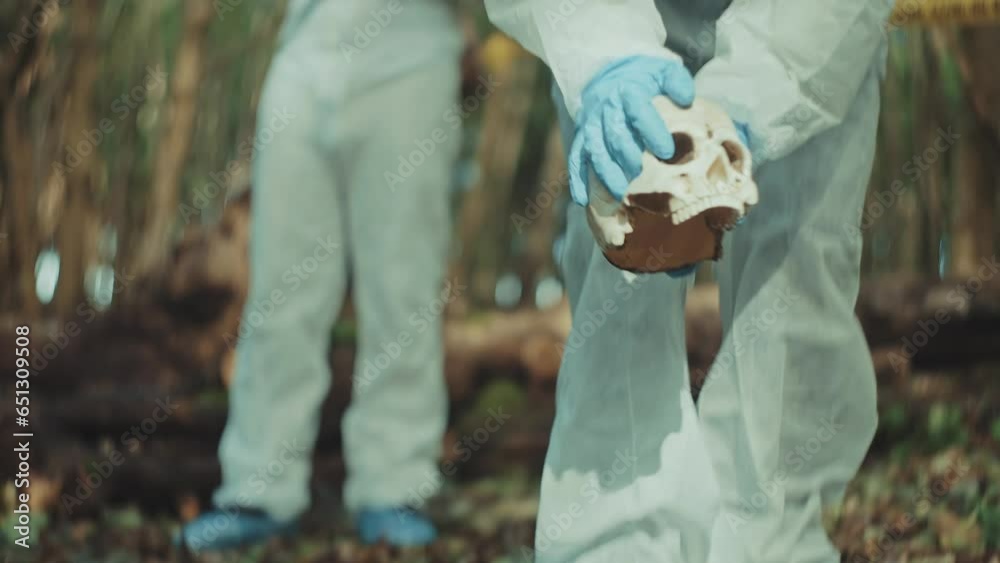 Woman forensic police investigator removing a skull after picture being taken and store it on the evidences box on a crime scene in the woods