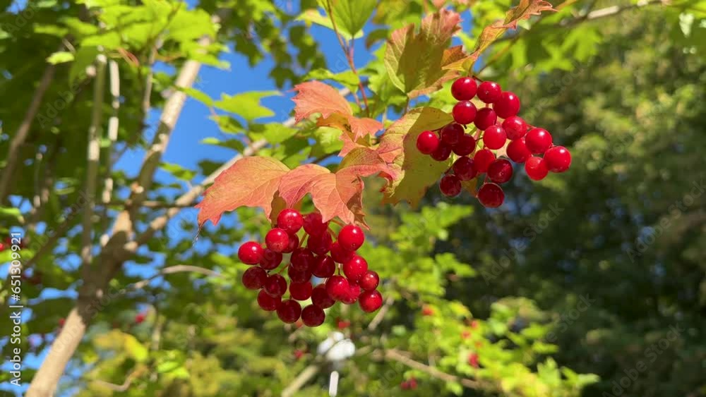 Red viburnum berries on a branch in the garden close up