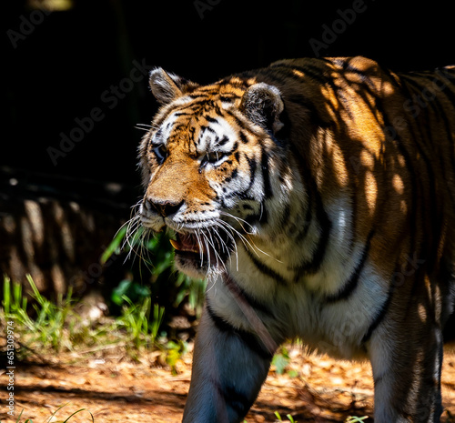 Tiger in natural habitat 