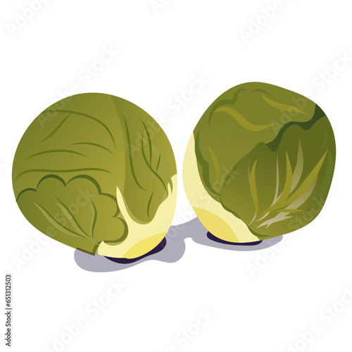 Choux de bruxelles, image vectoriel, légumes de saison, vert fond blanc et transparent