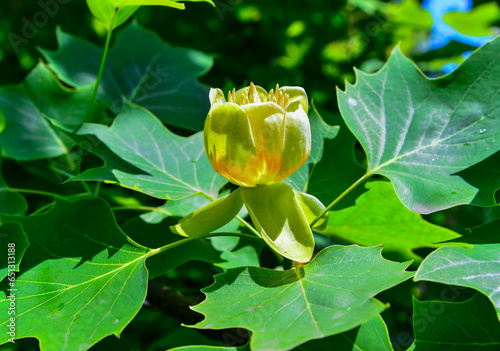 Liriodendron tulipifera - Yellow flowers on a background of green leaves