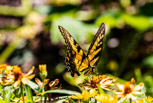 Butterflies in beautiful garden