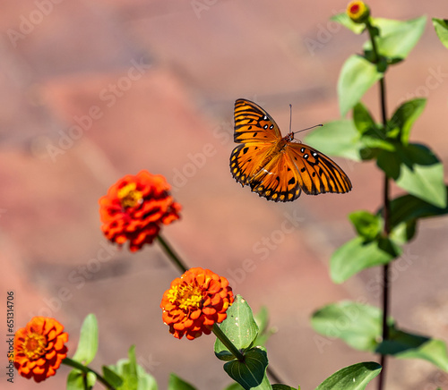 Butterflies in beautiful garden