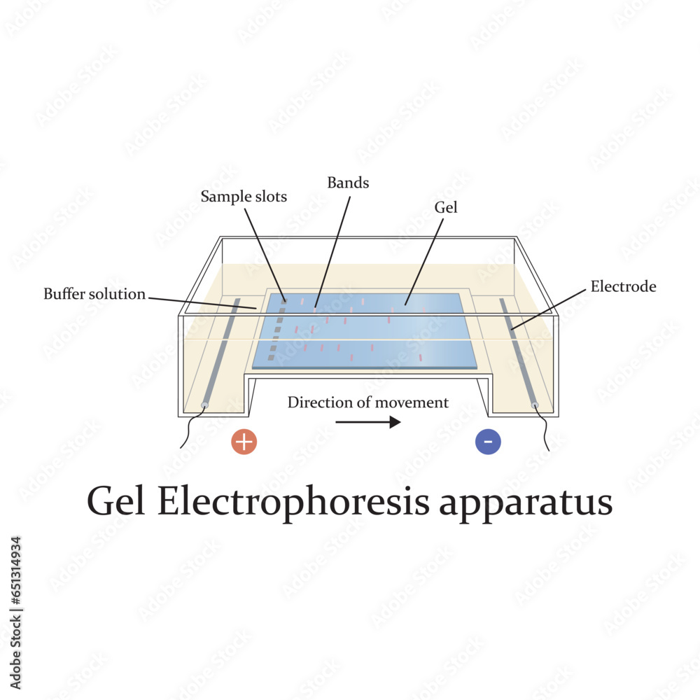 Diagram showing gel electrophoresis apparatus labolatory equipment